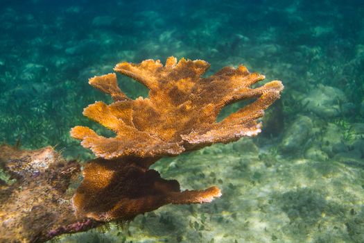 Branch of orange coral over a deep reef