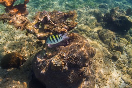 single abudelduf saxatilis swimming in an atlantic reef