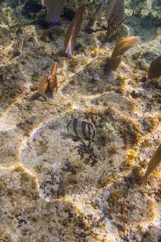 Banded butterflyfish eating at the bottom of the ocean
