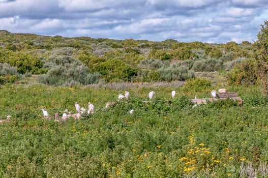 Cattle egrets at a water trough in Postberg near Langebaan on the Atlantic Ocean coast in the Western Cape Province of South Africa