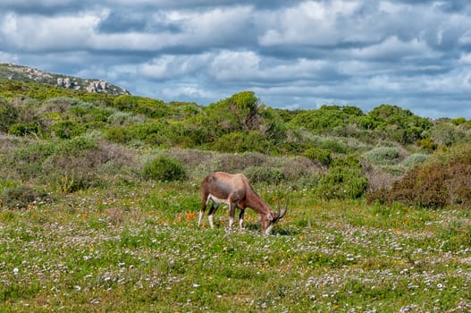 Bontebok between flowers at Postberg near Langebaan on the Atlantic Ocean coast in the Western Cape Province