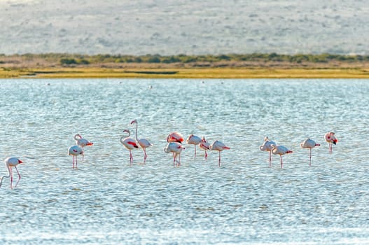 Greater flamingos at the Geelbek Bird Hide on the Langebaan Lagoon on the Atlantic Ocean coast of the Western Cape Province