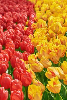 Flowerbed of Red and Yellow Tulips in Netherlands