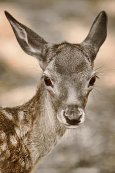 Close up Portrait of a Fawn