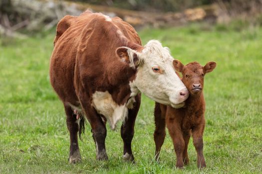 Momma Cow and Calf Sharing a Nuzzle, Humboldt County, California