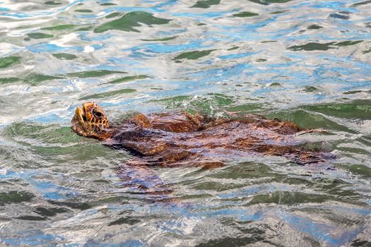 A green sea turtle swimming near Maui, Hawaii.