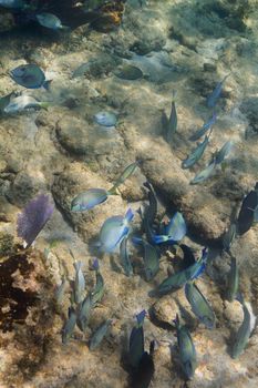 large school of acanthurus tractus feeding on the bottom of the ocean