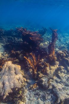 Large out crop of brown coral in a reef