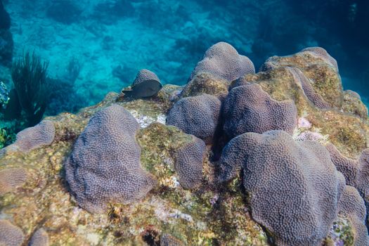 Single longfin damselfish over coral reef