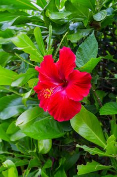 Red hawaiian hibiscus in a bush