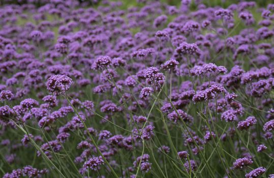 Beautiful Blooming Purple Flowers in the Meadow Swaying in the Wind. Flower Background.