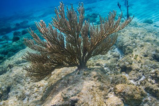 Multi branch soft coral in the atlantic ocean