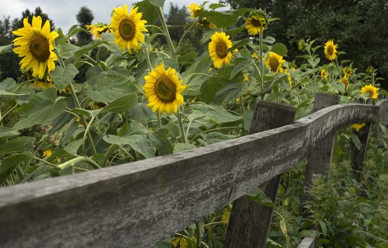 Blooming sunflowers in a private garden with wooden planks fence.