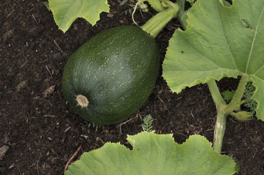 Ripe green zucchini close-up on a branch with green leaves in the garden in the summer.