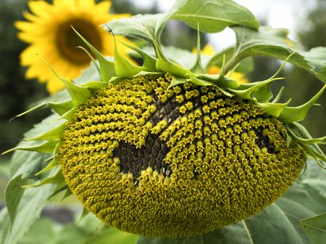 Beautiful Sunflowers blooming in the garden.