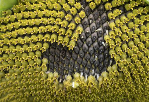 Sunflowers with ripe seeds close up, as background.