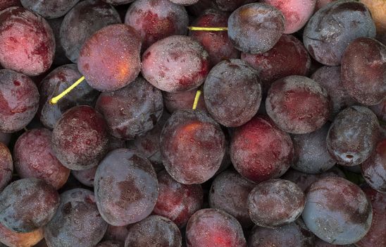 Ripe blue plums with water drops close-up. Fruit background.