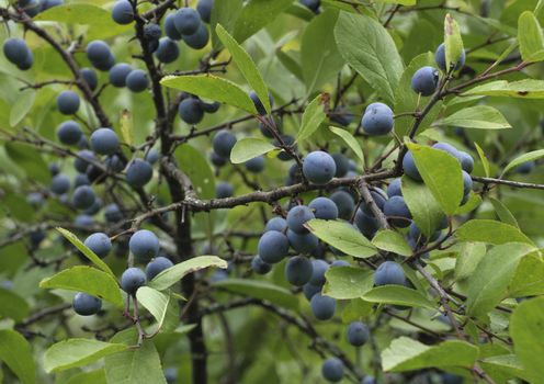 Wild blue plum berries on branches in the summer garden.