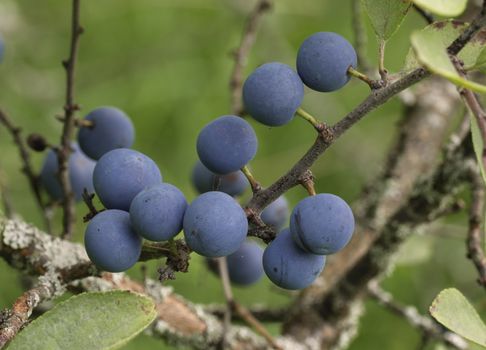 Wild blue plum berries on branches in the summer garden.