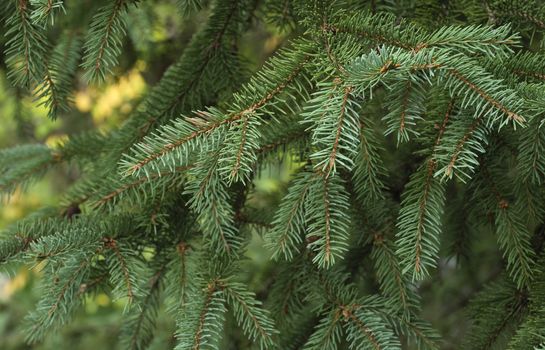 Spruce tree close-up. Christmas background