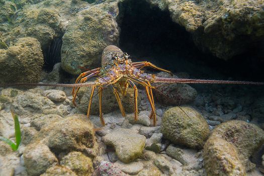 Panulirus argus lobster hidding in a crevace under water  