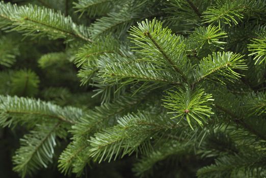 Spruce tree branches close-up. Christmas background.