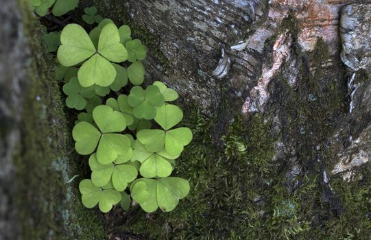 Oxalis acetosella wood sorrel green foliage plant in forest, bunch of green leaves on tree bark.