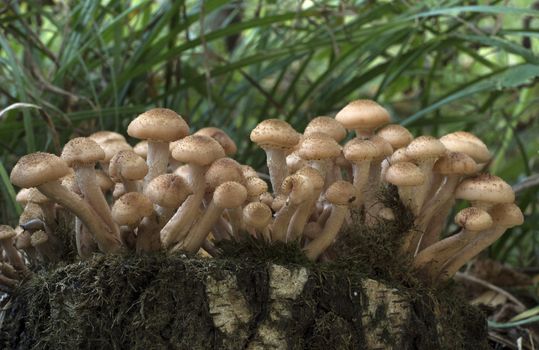 Mushrooms, growing on a tree trunk covered by moss in the autumn forest.