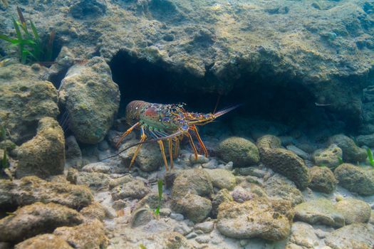 Panulirus argus lobster hidding in a crevace under water  
