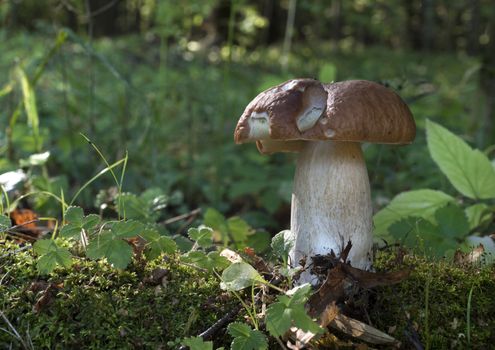 Edible mushroom in the forest on a sunny day, Boletus edulis.