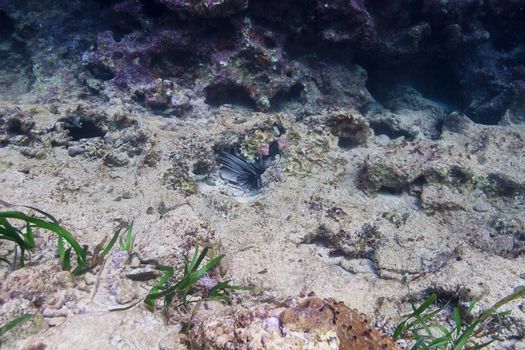 Diadema antillarum hidding in a coral crevace