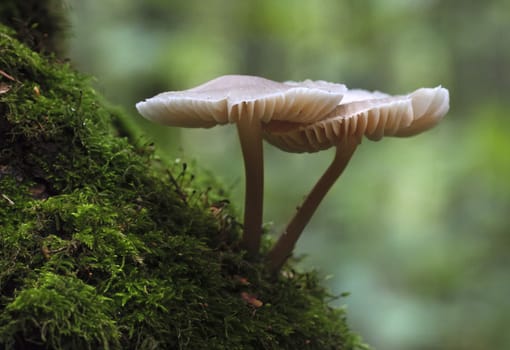 Mushrooms growing on a mossy tree trunk in the woods.