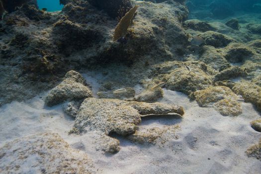 small school of juvenile halichoeres bivittatus