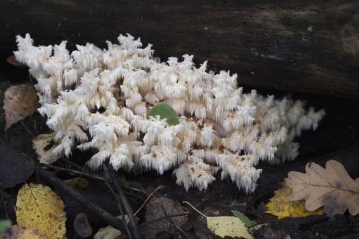 Rare mushrooms growing on a mossy tree. Hericium clathroides.