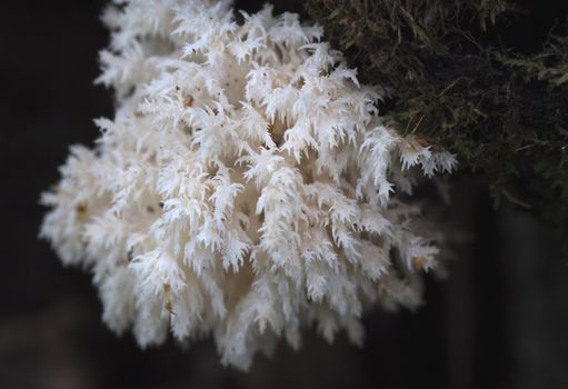 Rare mushrooms growing on a mossy tree. Hericium clathroides.