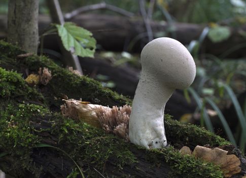 Mushroom growing in the autumn forest. Lycoperdon perlatum.