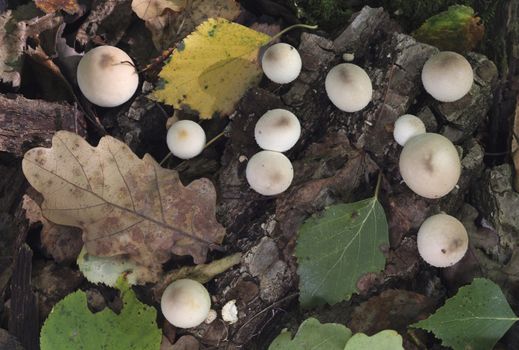 Mushrooms growing in the autumn forest. Lycoperdon serotinum.