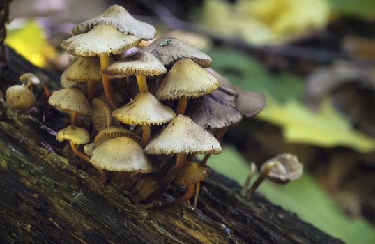 Mushrooms, growing on a tree stump in the autumn forest. Hypholoma fasciculare.