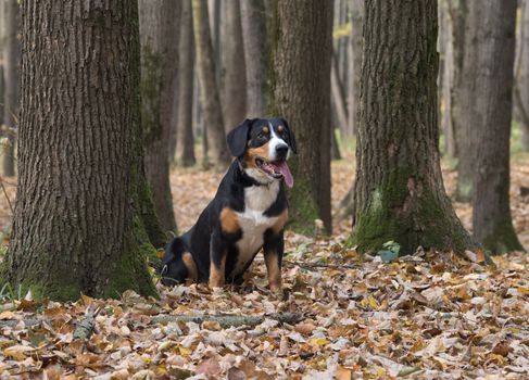 The Entlebucher Sennenhund sitting on yellow leaves in the Autumn Forest