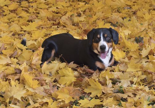 The Entlebucher Sennenhund lying on yellow leaves in the Autumn Forest