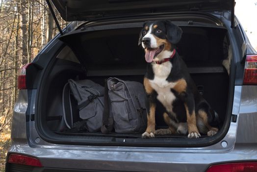 Entlebucher Mountain Dog sitting in the car.