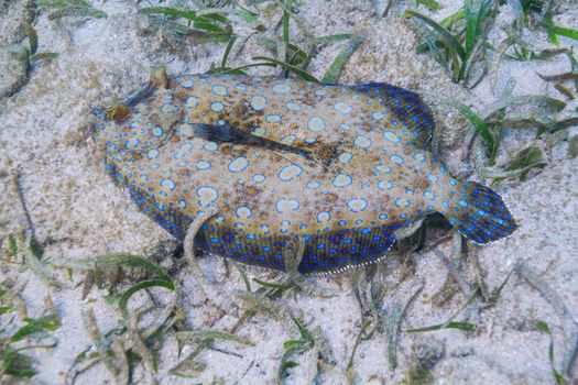 Bothus lunatus on the bottom of a sandy reef with grass algea