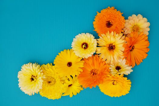 Flower arrangement of deep yellow and orange calendula blooms on a bright blue background with copy space