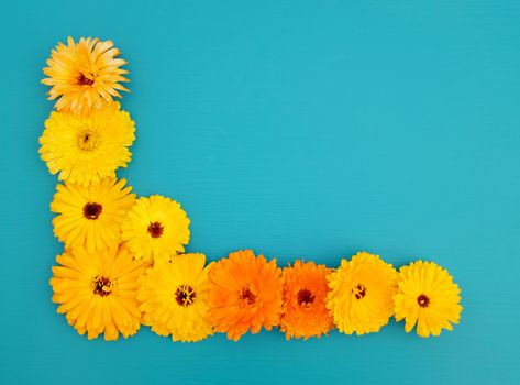 Half border of deep yellow calendula flowers on a teal blue wooden background with copy space