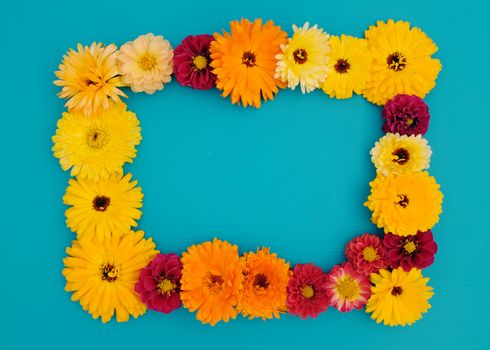 Rectangular frame of flowers - calendula and dahlias - on a painted blue background with copy space