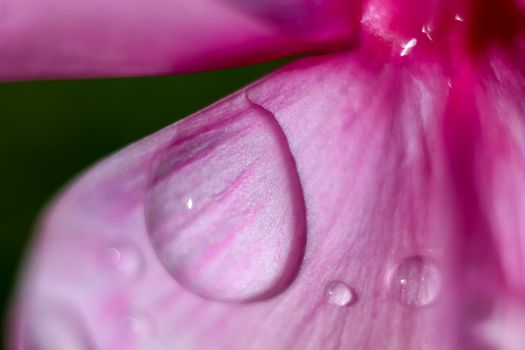 Pink flower closeup with water drops.