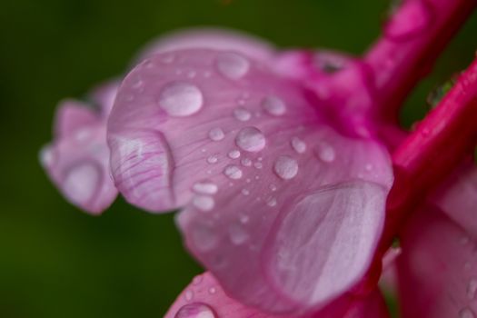 Pink flower closeup with water drops.