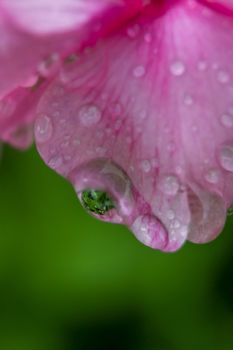 Pink flower closeup with water drops.