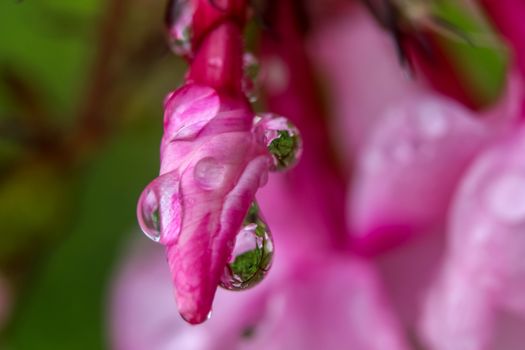 Pink flower closeup with water drops.