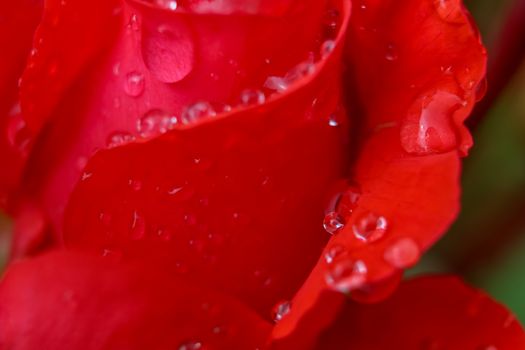 Red rose closeup with water drops.